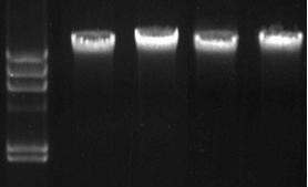 动物组织DNA试剂盒