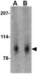 SLITRK2 antibody