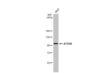 ATG9A antibody
