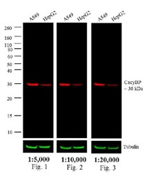 Goat Anti-Rabbit IgG antibody 