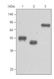Maltose binding protein antibo
