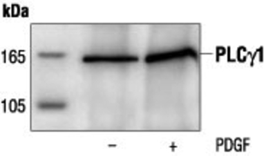 PLCG1 antibody