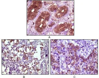 BLK antibody [9D10B7]