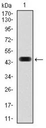 c-Fos antibody [2G2]