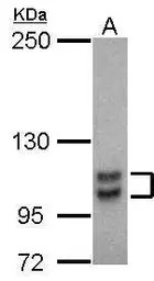 SP1 antibody