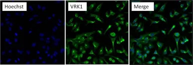 VRK1 antibody [1F6]