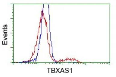 TXA synthase antibody [2C1]