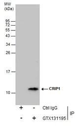 CRIP1 antibody
