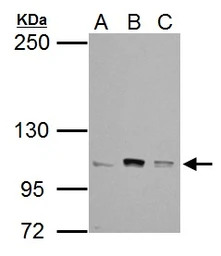alpha Catenin antibody [N1N3]