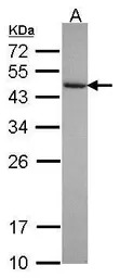 GRP1 antibody [N3C3]