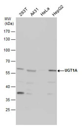 UGT1A antibody [C1C3]