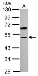 Parvin alpha antibody