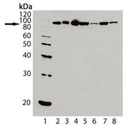 Hsp90 antibody [AC88]