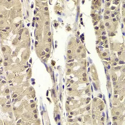 BLZF1 antibody
