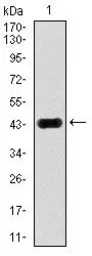 JNK1 antibody [1E5]