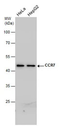 CCR7 antibody