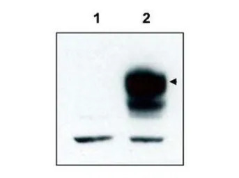 Trkct1 antibody