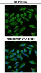 Abin 2 antibody [N1C2]