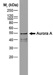 Aurora A antibody [35C1]