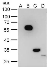 DDDDK tag antibody [GT1423]
