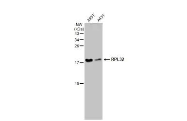 RPL32 antibody