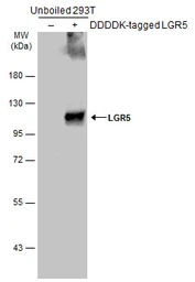 LGR5 antibody