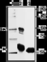 VRL1 antibody