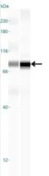 NAK / TBK1 antibody [108A429]
