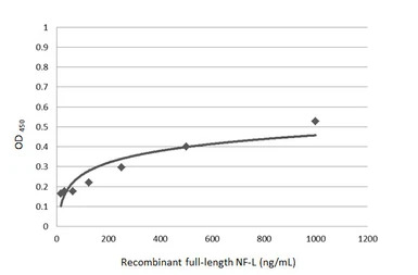 NF-L antibody