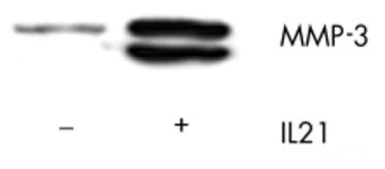 MMP3 antibody [3E44]