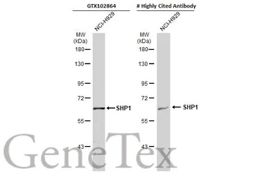 SHP1 antibody