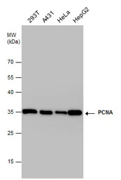 PCNA antibody