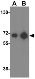 VGF antibody