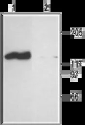 CNGA2 antibody