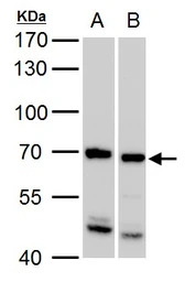 SSX2IP antibody [C3], C-term