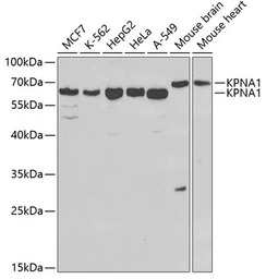 SRP1 antibody