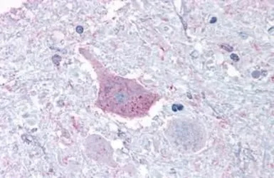 TGR7 / MRGD antibody