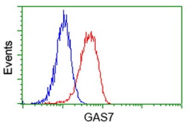 GAS7 antibody [4E6]