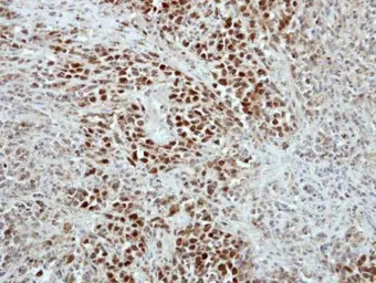 RAP1 antibody [N2C3]