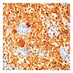 S100 antibody [4C4.9] (Biotin)