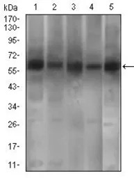 PDE1B antibody [10B10B12]