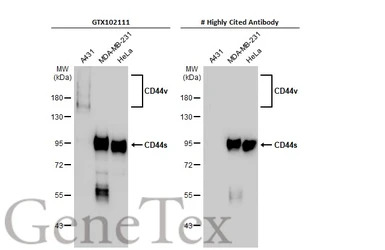CD44 antibody