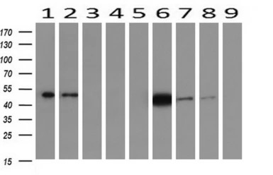 IDH1 antibody [2H9]