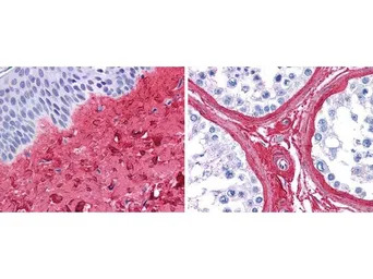 Collagen III antibody (Biotin)