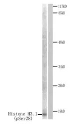 Histone H3S28ph (phospho Ser28