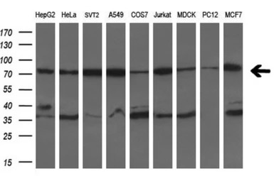 Grp75 antibody [10D7]
