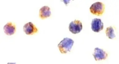AIF antibody