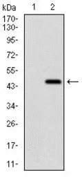 Ring1 antibody [8C12F4]