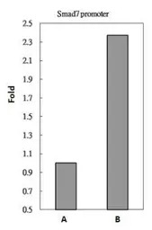 SMAD2 / SMAD3 antibody
