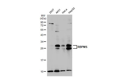 RBPMS antibody